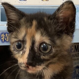 とっても愛くるしい☆サビ仔猫のねねちゃん❣️