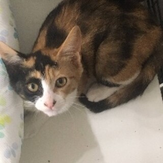 ひよこちゃん 6ヶ月 メス