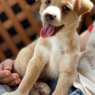 新しい家族ができました！（メグ）