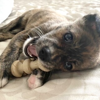 新しい家族ができました！（黒豆）