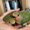 コザクラインコ雛2羽の里親募集
