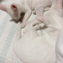 目がキレイな子猫3匹の里親募集です！