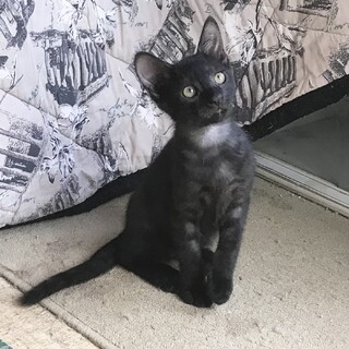 遊び大好黒くま君