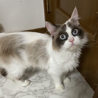 里親決定しました