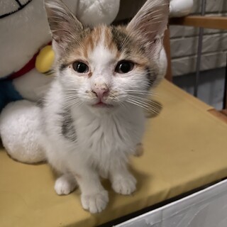 【子猫】生後約4〜6週間程度