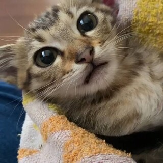 キジ 3ヶ月男の子 里親募集！！