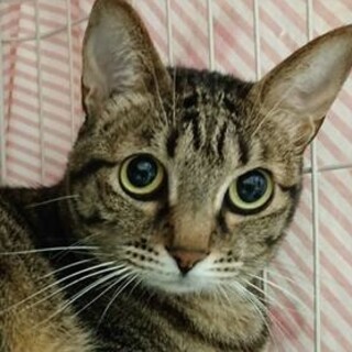 とっても甘えた☆キジトラ猫のナナちゃん❣️