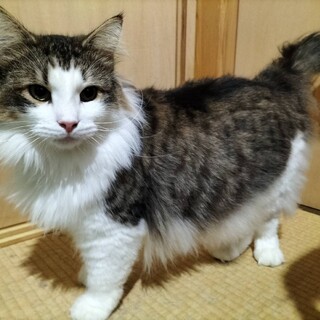 里親決定しました