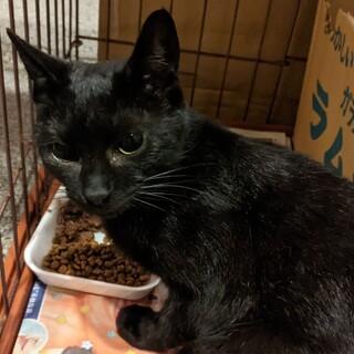 【美黒子猫】人が大好きな小さい女の子