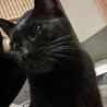 【美黒子猫】人が大好きな小さい女の子 サムネイル3