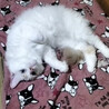 里親決定しました サムネイル3