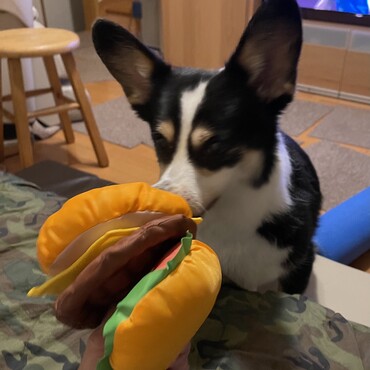 の写真