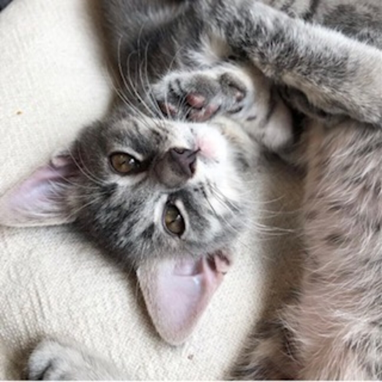 甘えっこ兄妹 おっとりし 東京都 猫の里親募集 ペットのおうち 月間利用者150万人