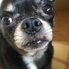 ちわびっちさん