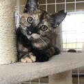 急募！！超お利口なサビ子猫ちゃん