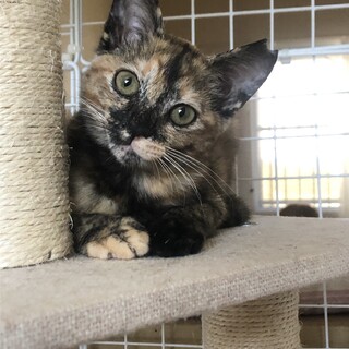 急募！！超お利口なサビ子猫ちゃん