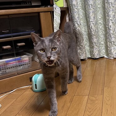 元気の秘訣は夜パト♡今夜の獲物はチビハク追跡でした(･_･;