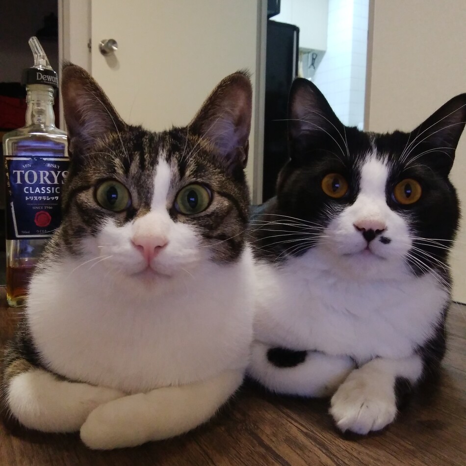 虎白のカバー写真