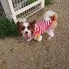 パピヨン ６～８歳★ビビちゃん 繁殖引退犬 サムネイル2