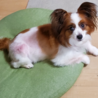 パピヨン ６～８歳★ビビちゃん 繁殖引退犬 サムネイル4