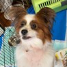 パピヨン ６～８歳★ビビちゃん 繁殖引退犬 サムネイル6