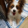 パピヨン ６～８歳★ビビちゃん 繁殖引退犬 サムネイル7