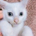 子猫を引き取ってくれる方探しています