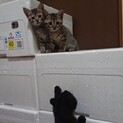 生後２ヶ月の４匹の子猫ちゃん