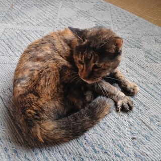 老描ですが健康です