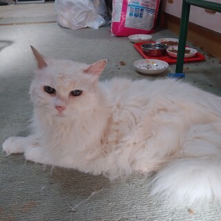 老描ですが健康です