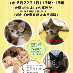 保護猫の譲渡会in守山