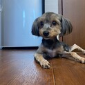 キャピキャピ♪ヨーキーのよっき