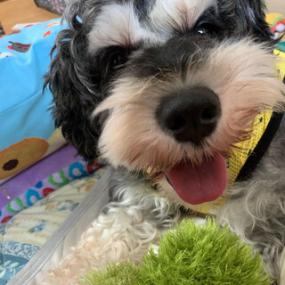 ななおちゃん推定4才　明るくフレンドリー