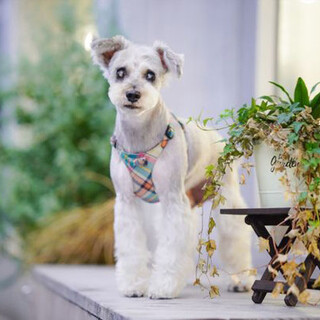 しらす君　13歳　穏やかで甘えん坊