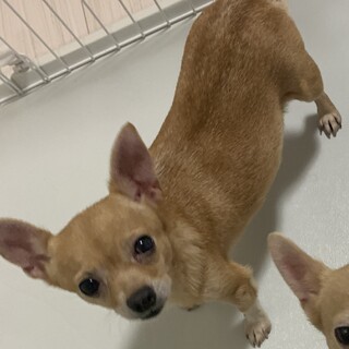 甘えん坊の穏やかな女の子　チワワちゃん