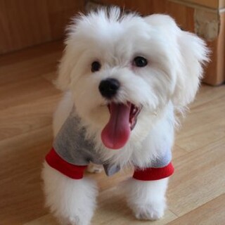 湊(みなと)ちゃん　推定3ヶ月