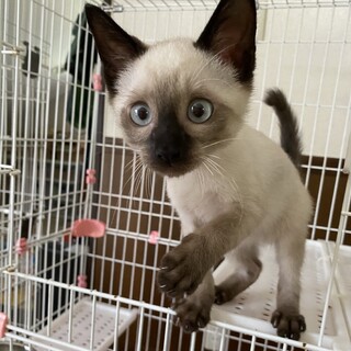 たけみち君　生後約2ヶ月過ぎ