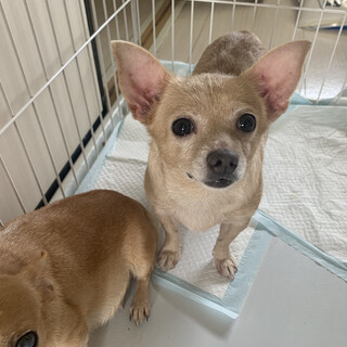 人が大好きチワワちゃん