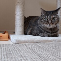 「猫姉妹、6歳です。」サムネイル2