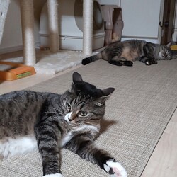 「猫姉妹、6歳です。」サムネイル3