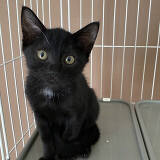 ひなちゃん　生後約2ヶ月過ぎ