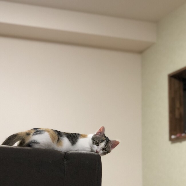 あわてゃんのカバー写真