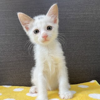 家族が出来ました♡ 白キジ♂おーちゃん♡