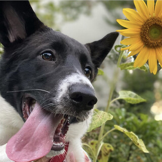 mix犬のオレオ