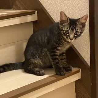 タイガ君　生後約3ヶ月
