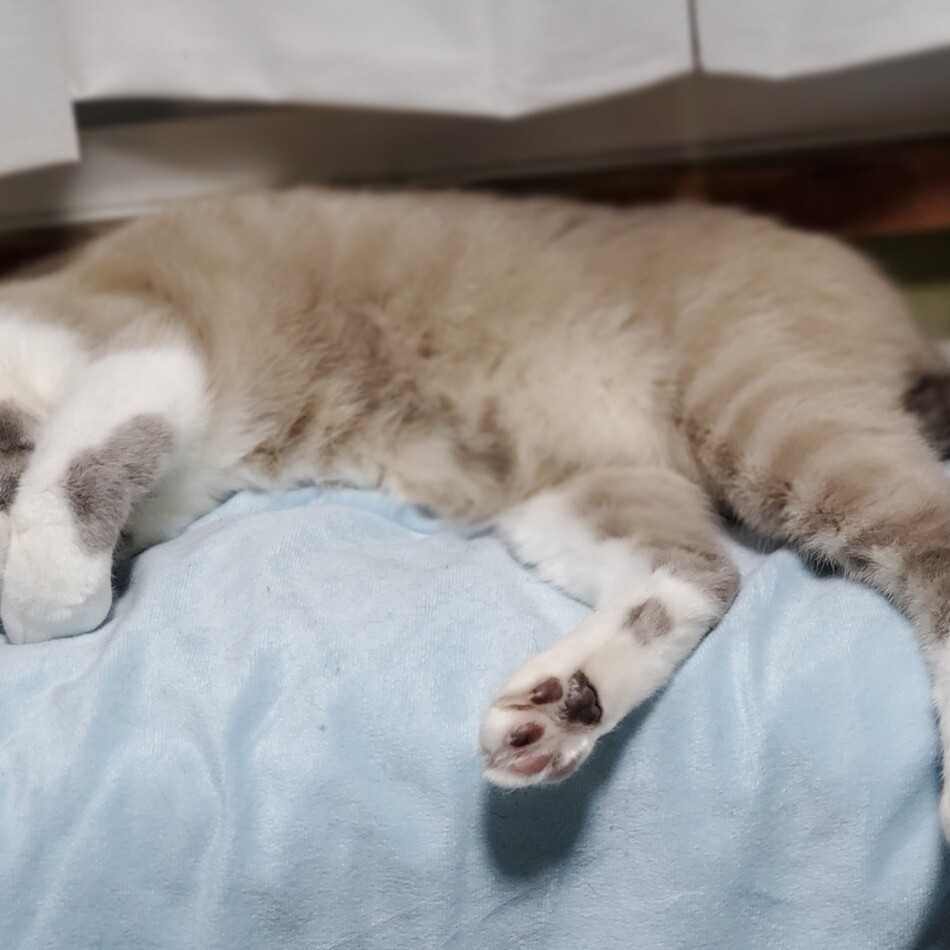 きっかのカバー写真