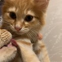 美形な茶トラちゃん､生後2ヶ月