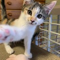 慎重派で恥ずかしがり屋な三毛ちゃん 生後2ヶ月