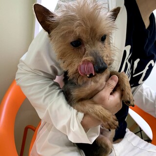 愛嬌たっぷりのヨーキー♂ポッキー