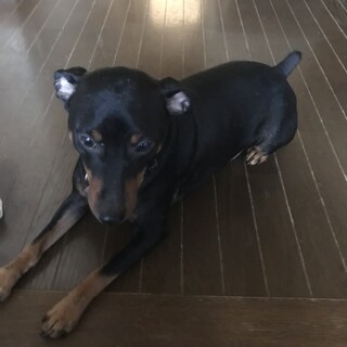 ミニチュアピンシャー・オス・8歳